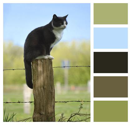 Fence Post Outdoors Cat Image
